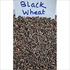 Black Wheat